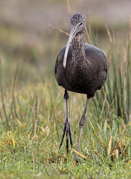 Zwarte Ibis 1
