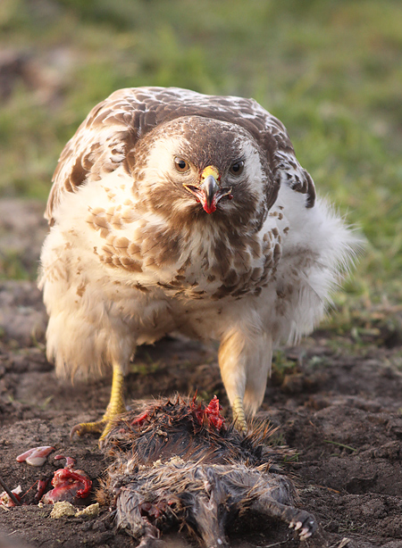 Buizerd 27