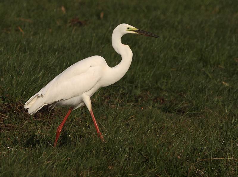 Grote Zilverreiger 14