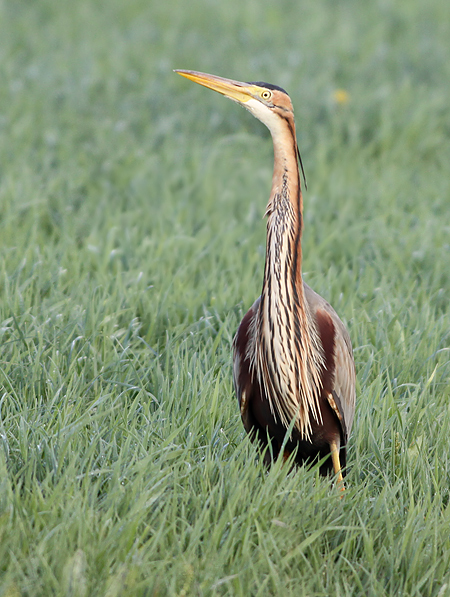 purperreiger 11