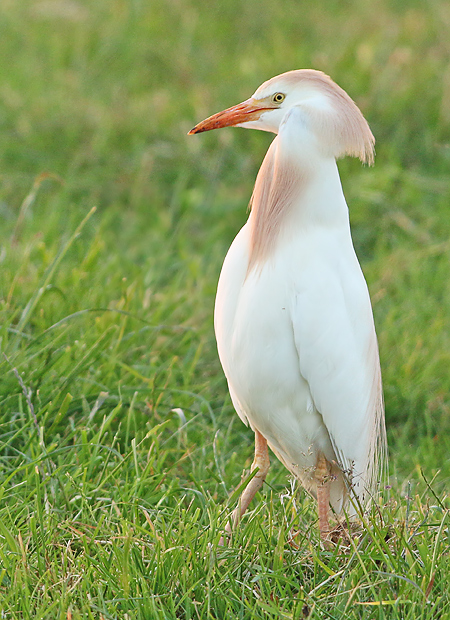 Koereiger 2