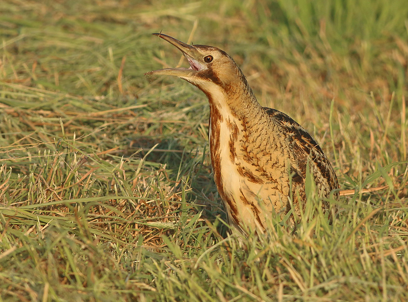 Roerdomp 50
