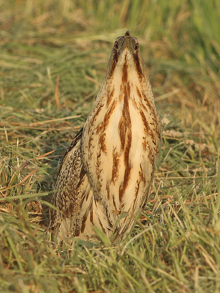 Roerdomp frontal