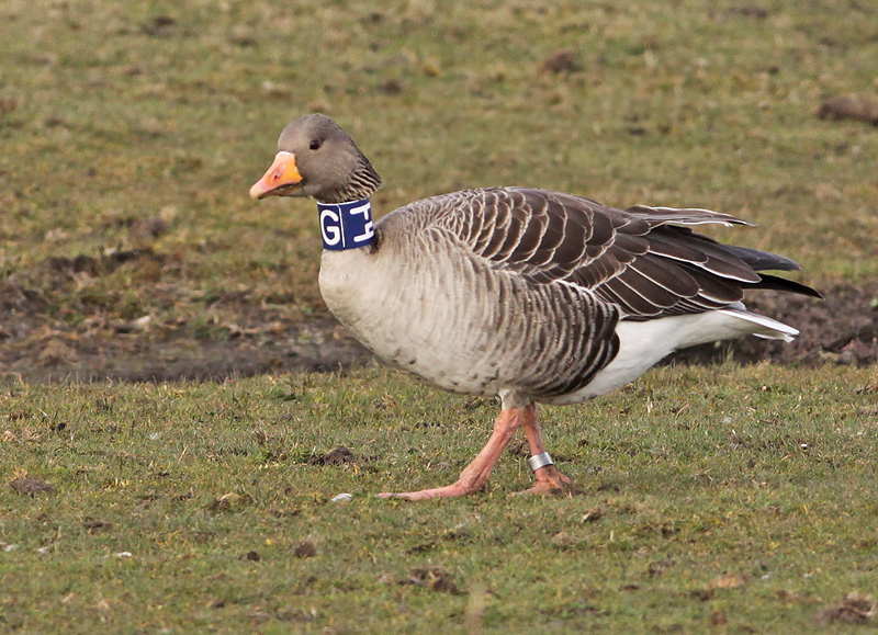 Grauwe Gans GF4