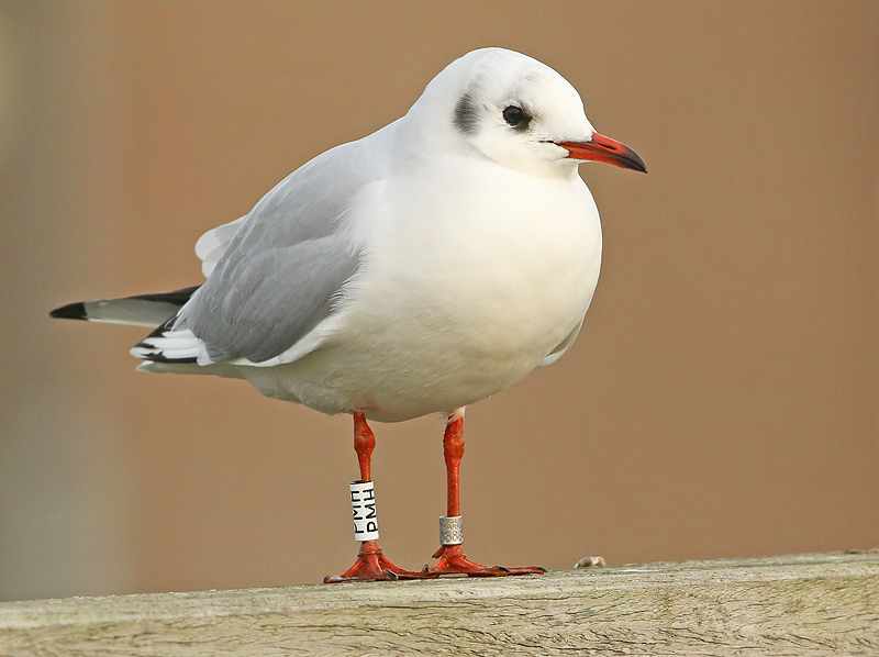Kokmeeuw PHM