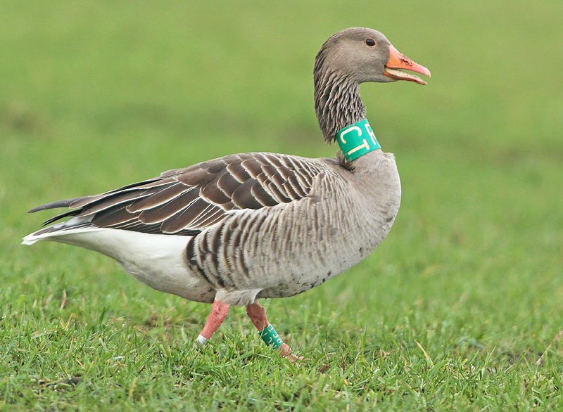 Grauwe Gans RCT