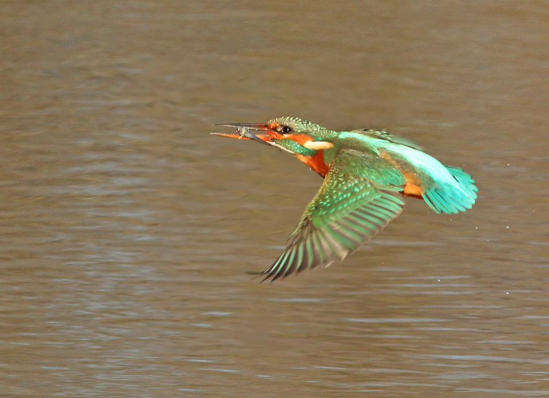 IJsvogel 1