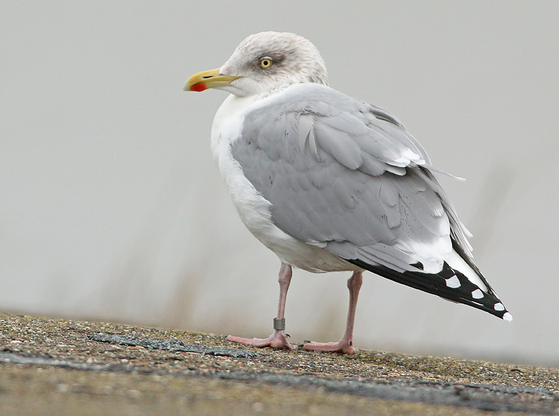 Zilvermeeuw 5412834