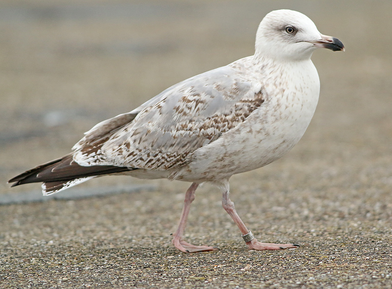 Zilvermeeuw-4401615