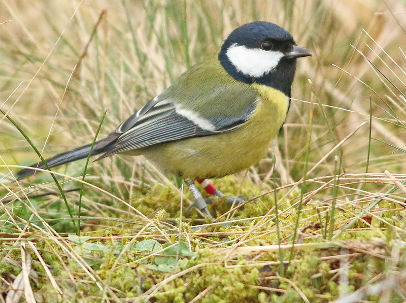 Koolmees-rood-wit-rood-grijs