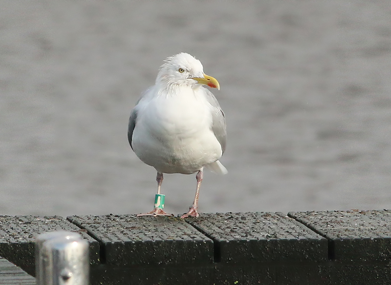 Zilvermeeuw-Groen-J