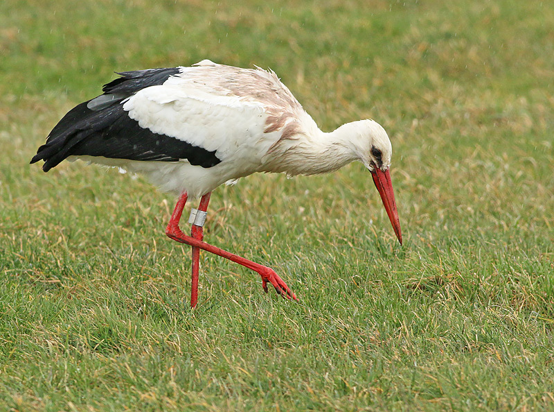 Ooievaar-1075