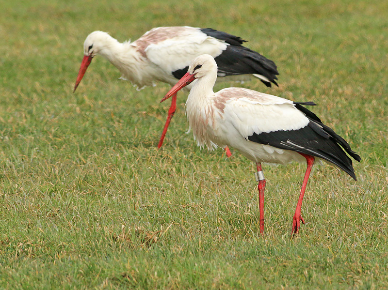 Ooievaar-1206
