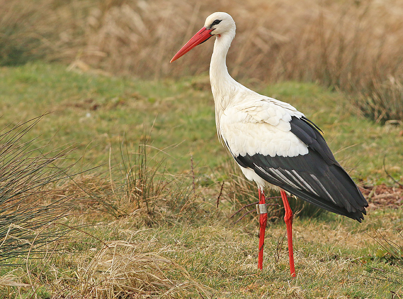 Ooievaar-8412