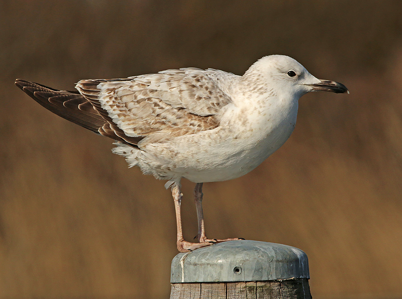 Pontische Meeuw 51