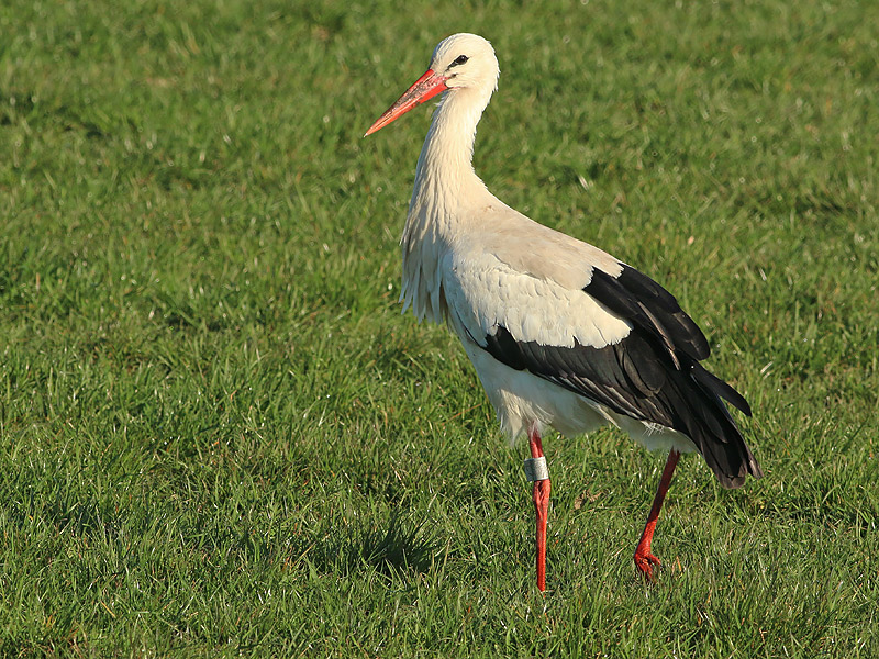 Ooievaar-7253
