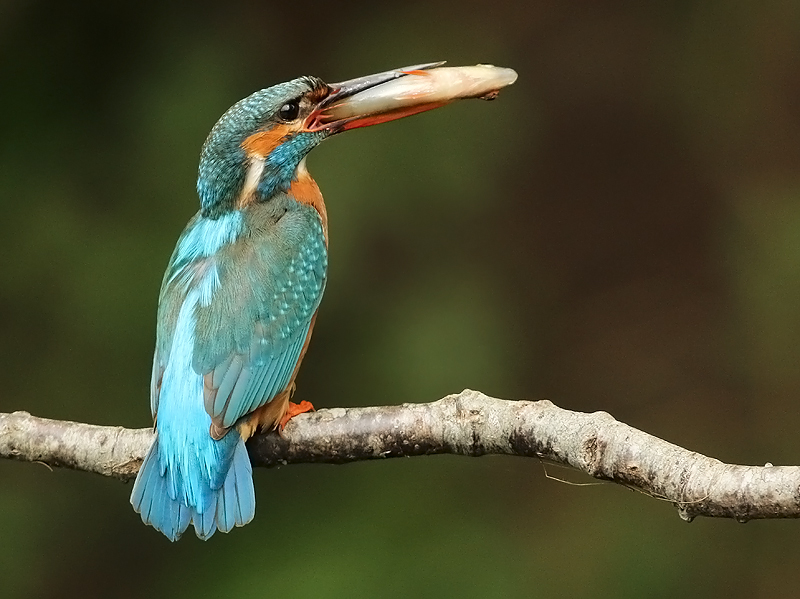 IJsvogel 5