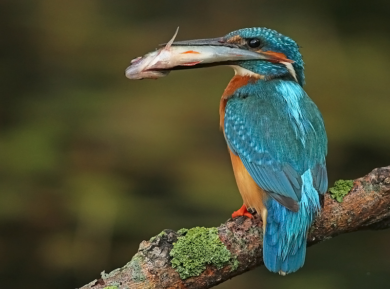 IJsvogel 8
