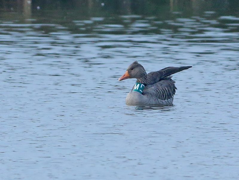 Grauwe-Gans-MLT