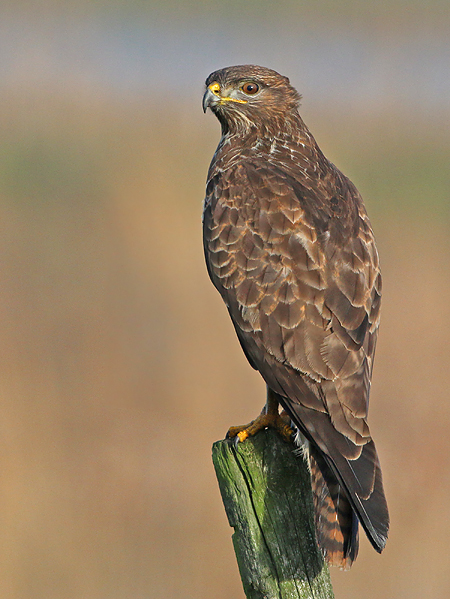 Buizerd 28