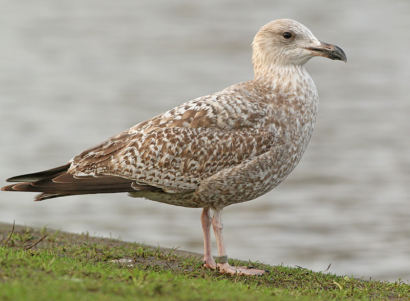 Zilvermeeuw-4409312