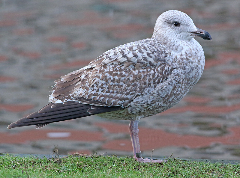 Zilvermeeuw-5462070