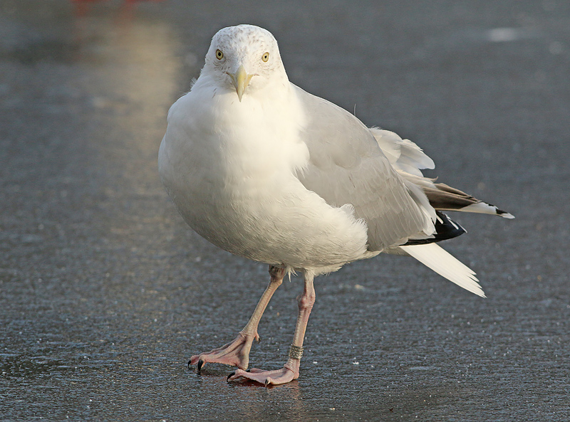 Zilvermeeuw-5463568