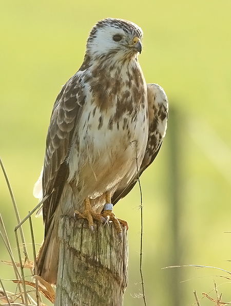 Buizerd-6073380