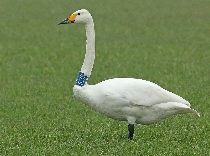 Wilde-Zwaan-7E39