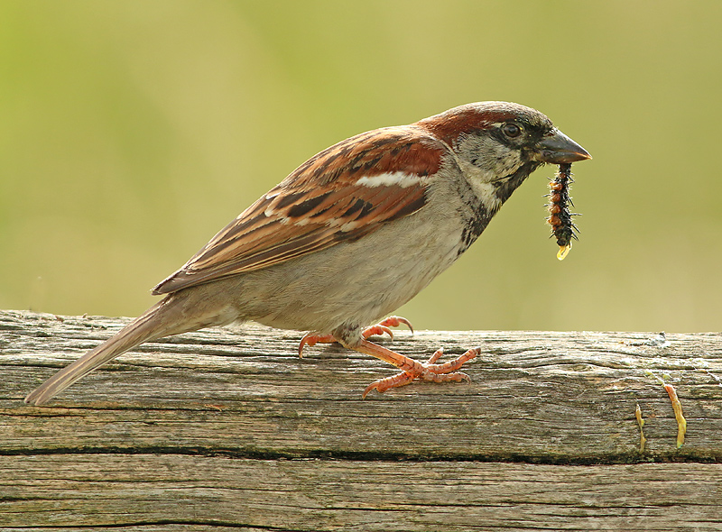 Huismus 7