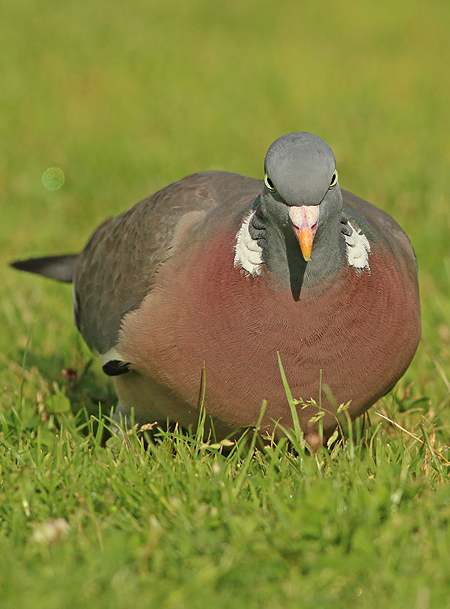 Houtduif frontal