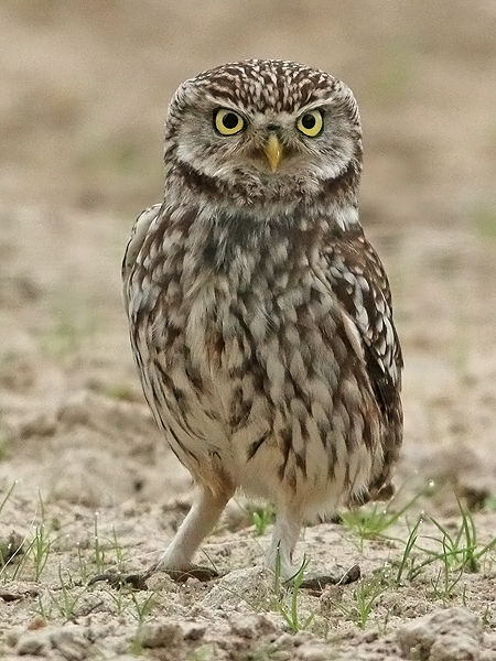 Steenuil frontal