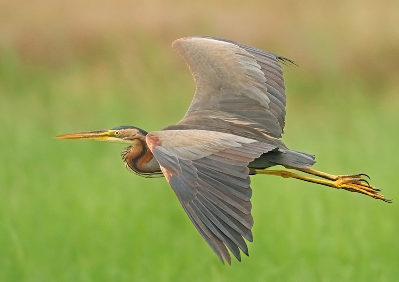 Purperreiger 12