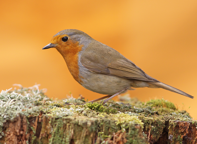 Roodborst 6