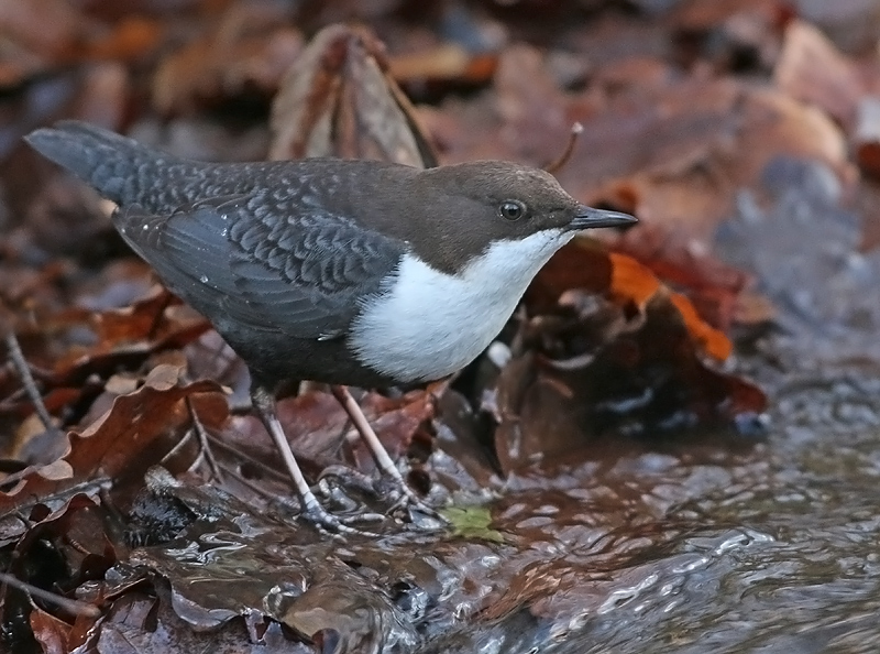 Waterspreeuw 5