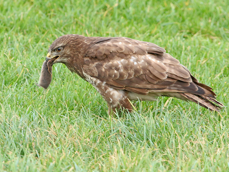 Buizerd 31