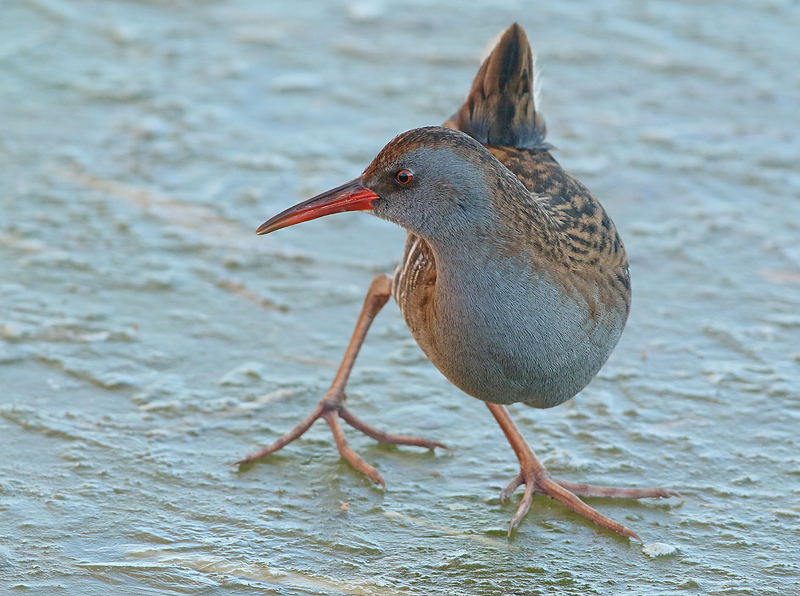 Waterral 7