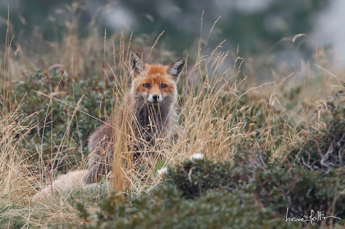 Renard roux - Vupes vulpes - Red fox