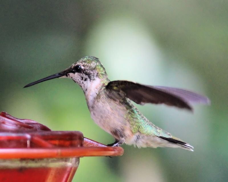 Hummer - IMG_1387 