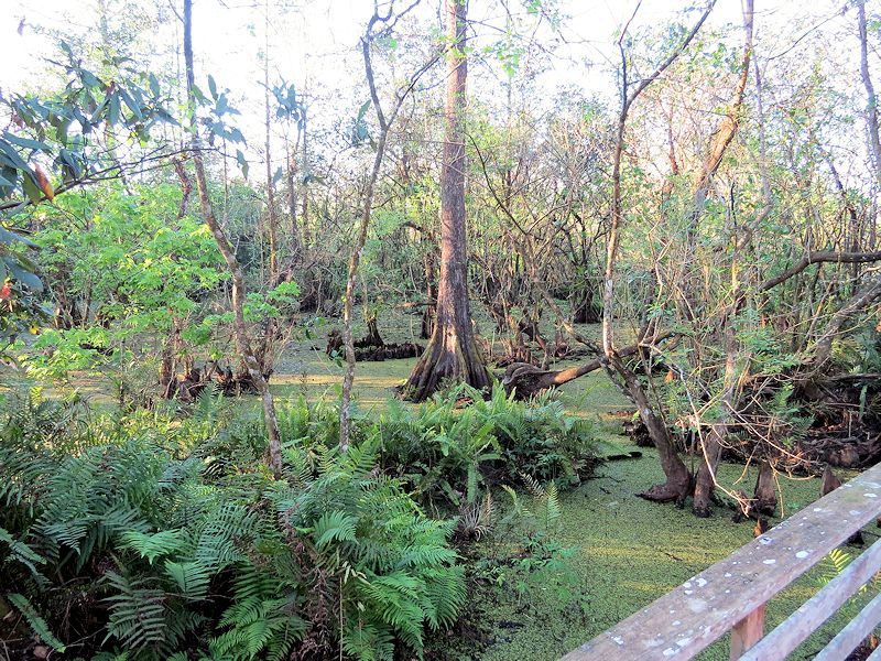 2015 - Corkscrew Swamp - IMG_8712