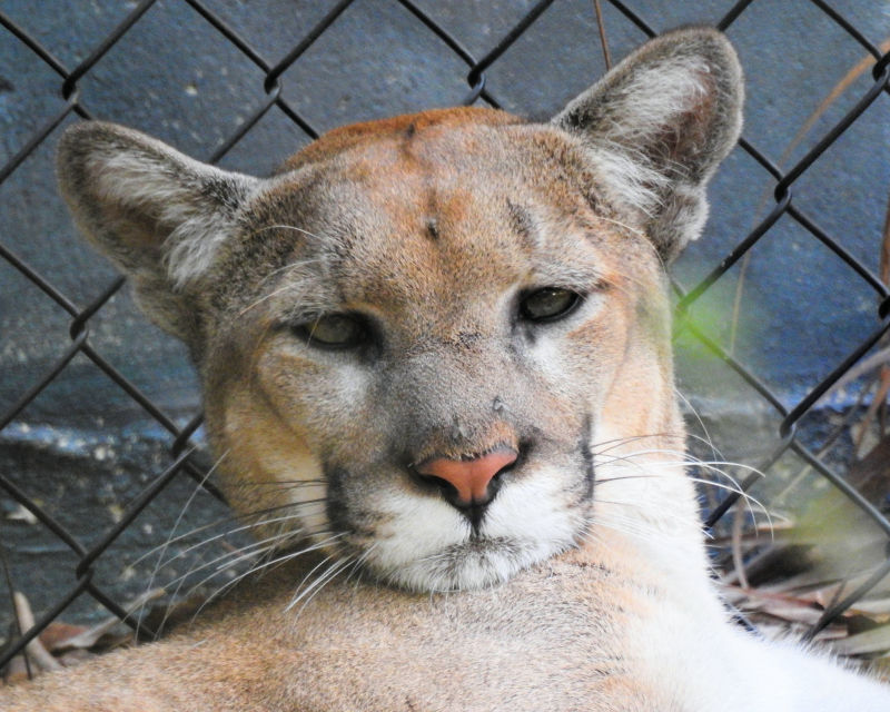 Florida Panther - DSCN3110 