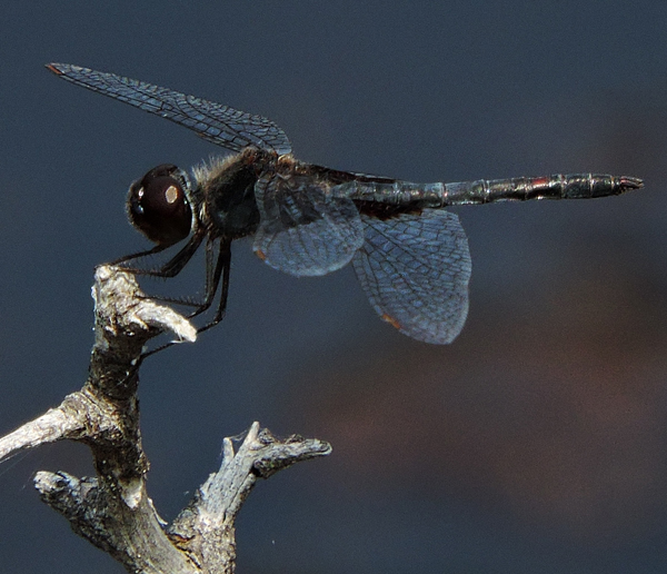 Marthas Pennant