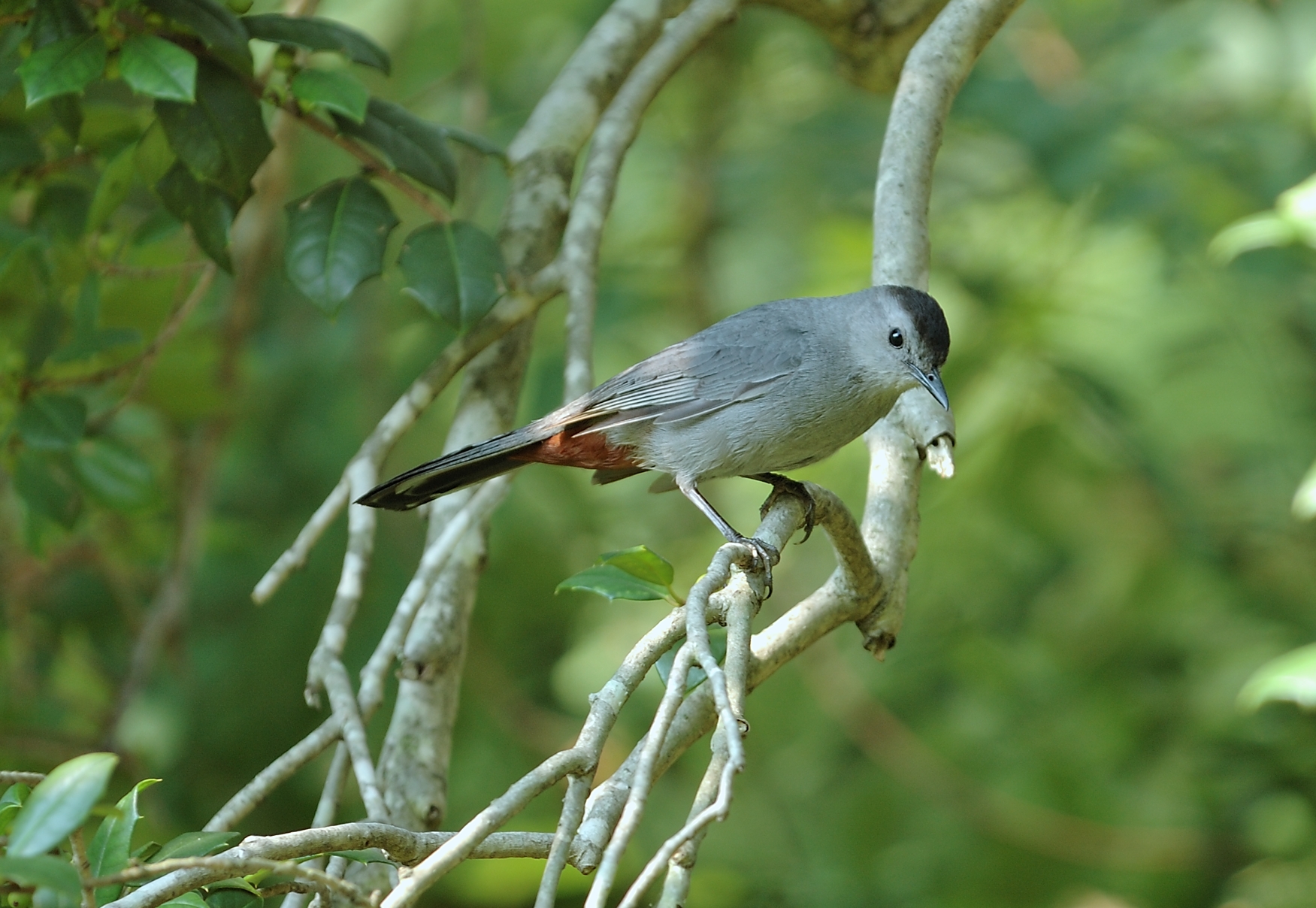 Gray Catbird