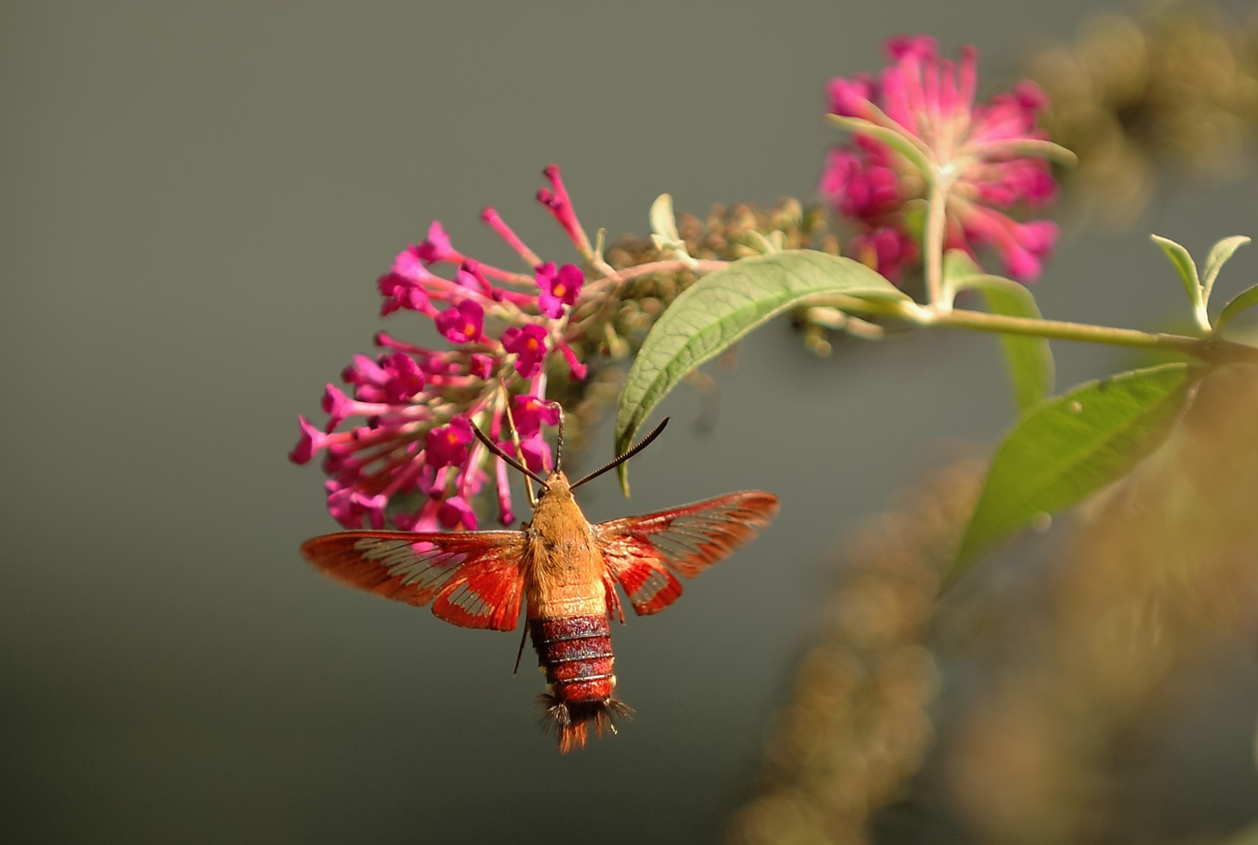 Hummingbird Clearwing Moth