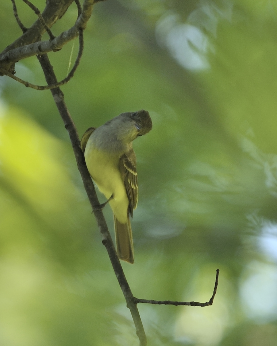 Great Crested Flycatcher