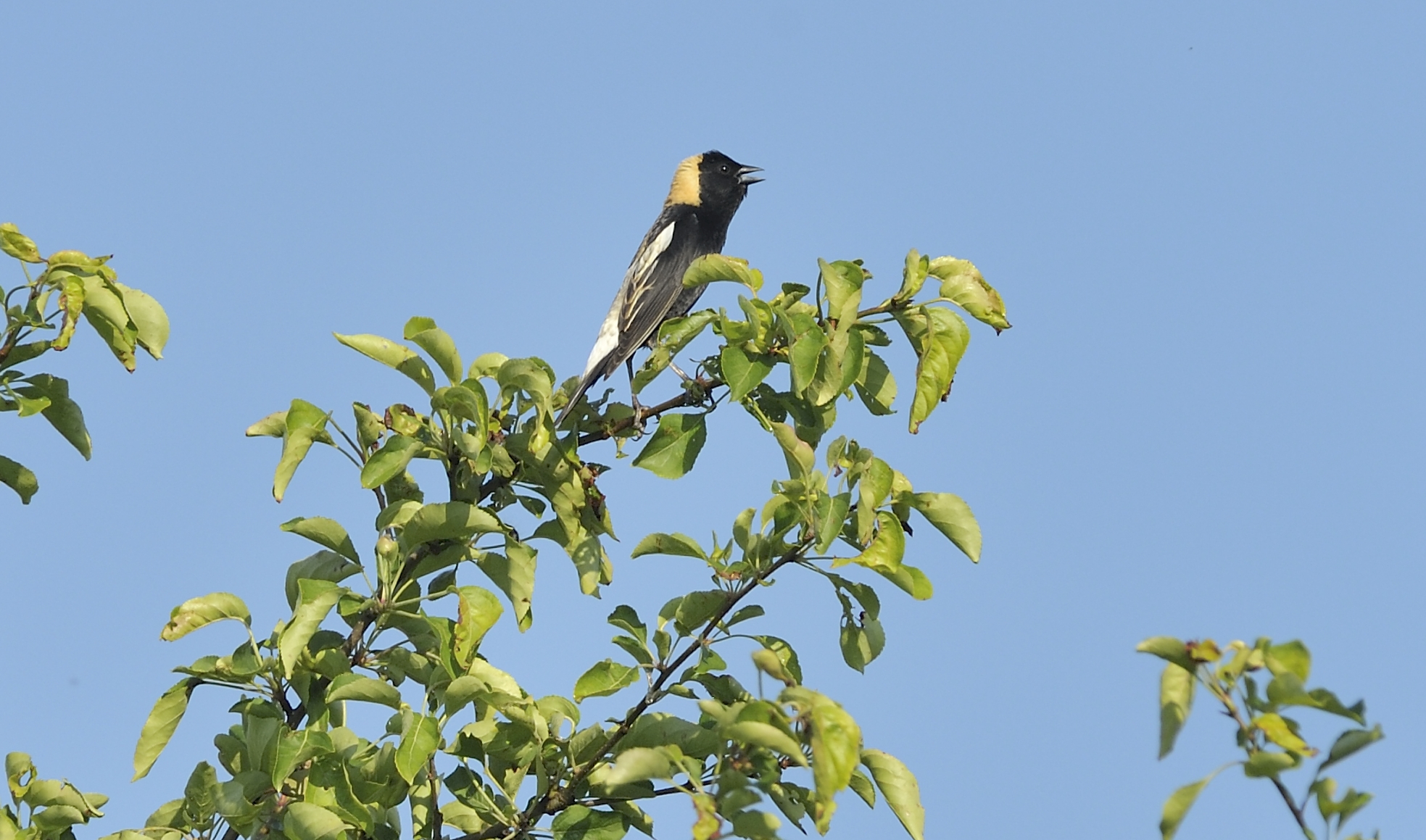 Bobolink (Male in breeding plumage)