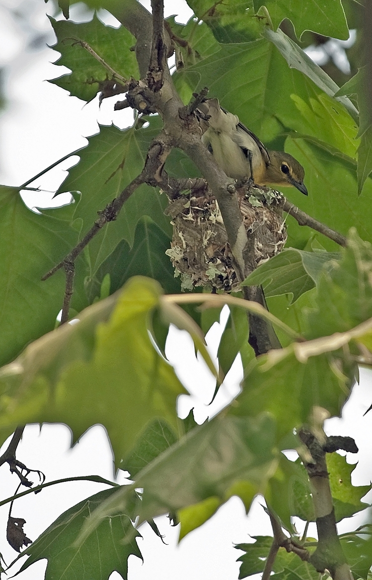 Yellow-throated Vireo