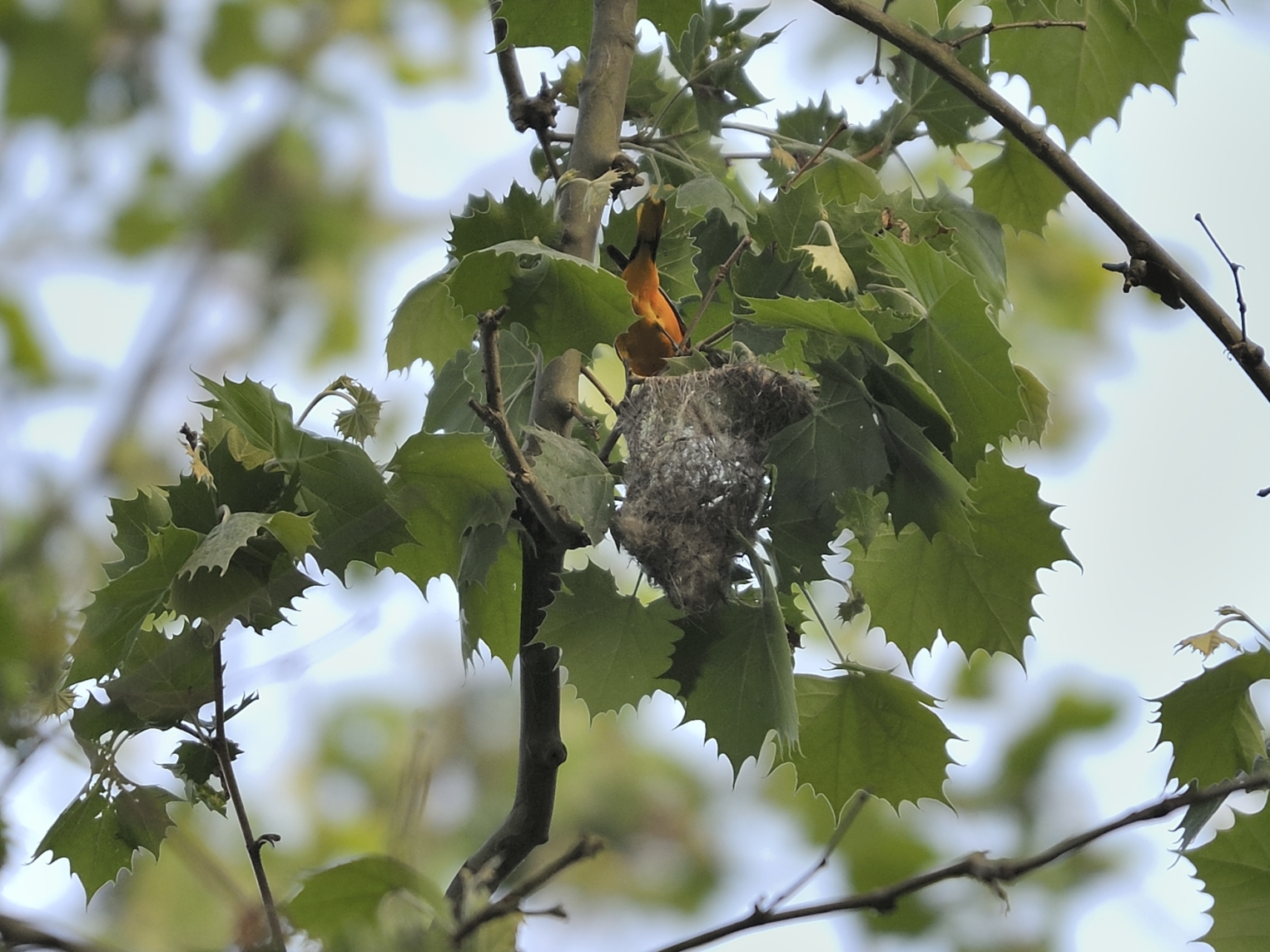 Baltimore Oriole (Male)