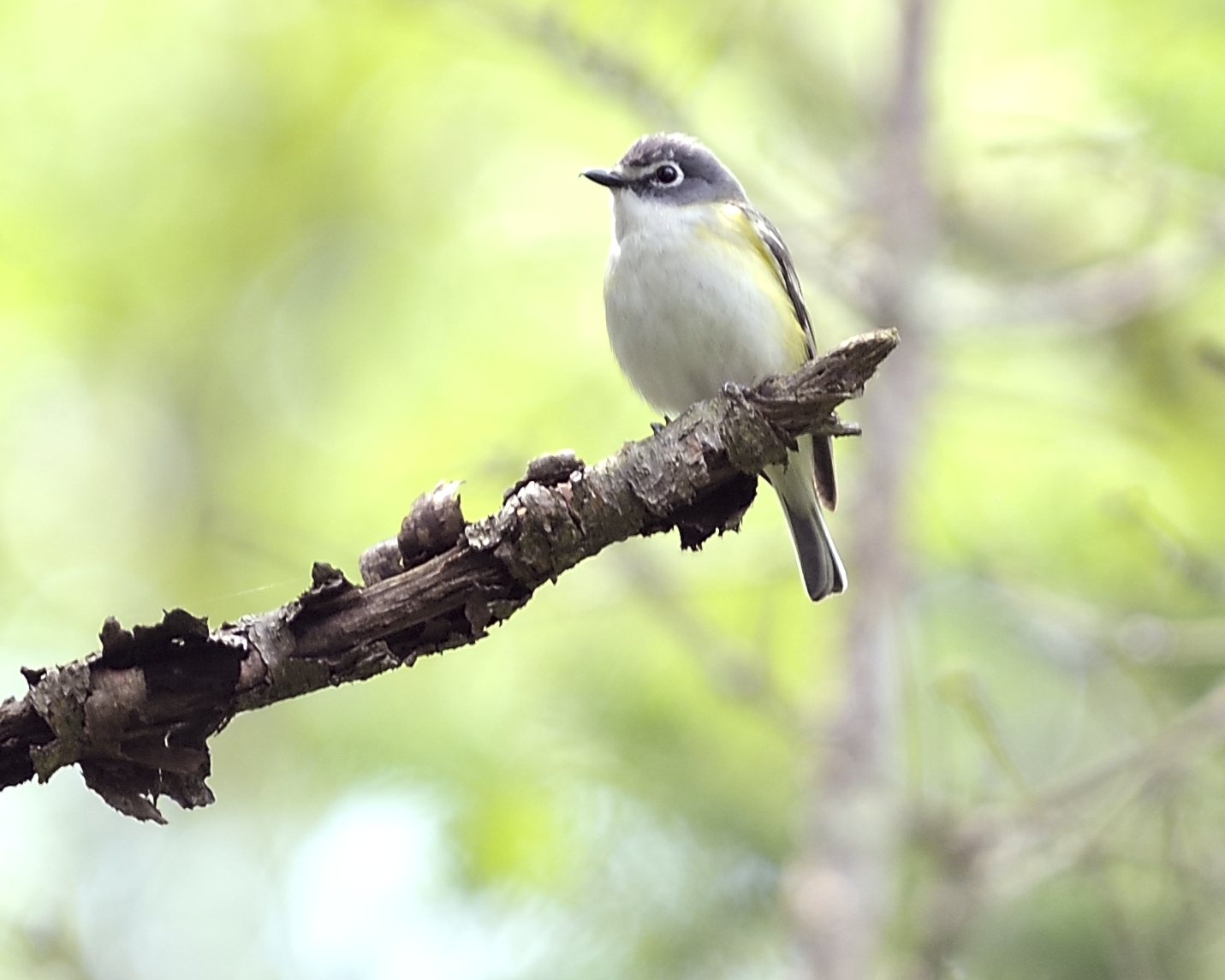 Blue-headed Vireo