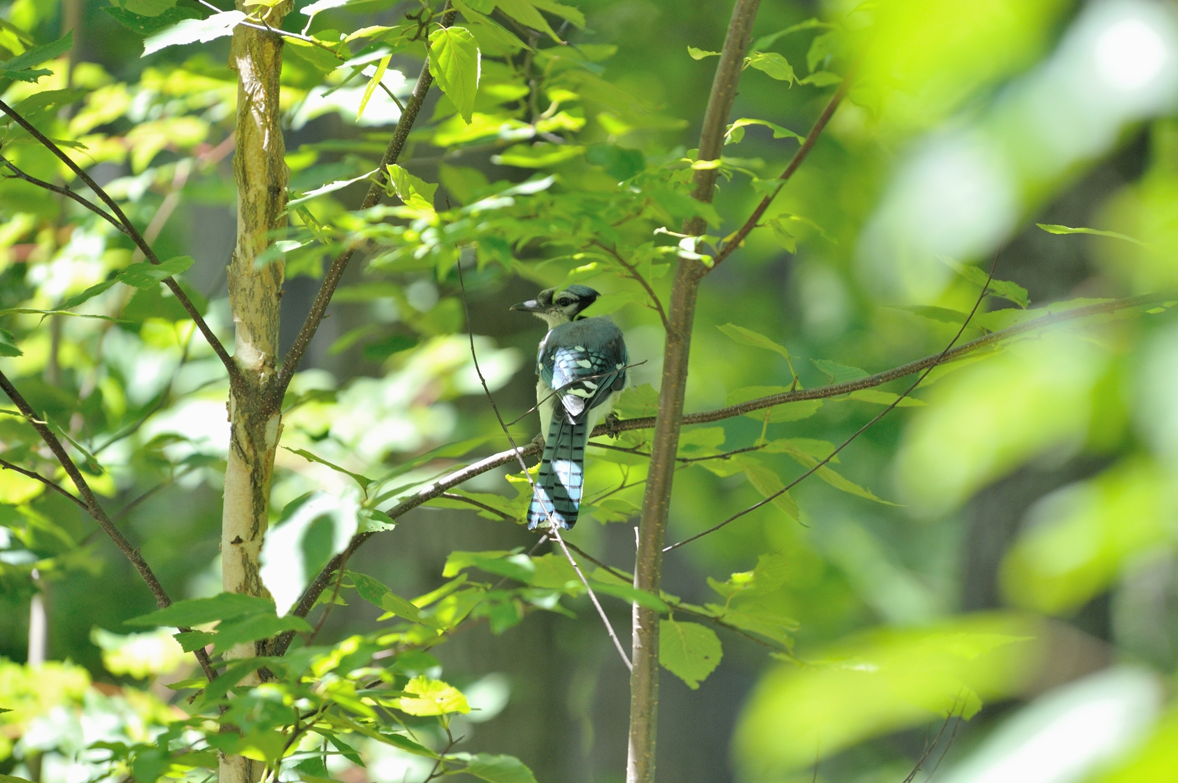 Blue Jay